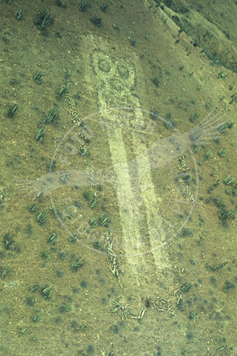 D1A-0711