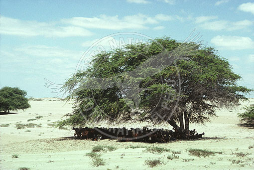 E3A-0118
