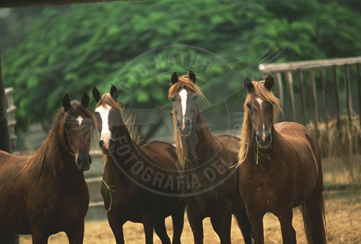 F4A-1005