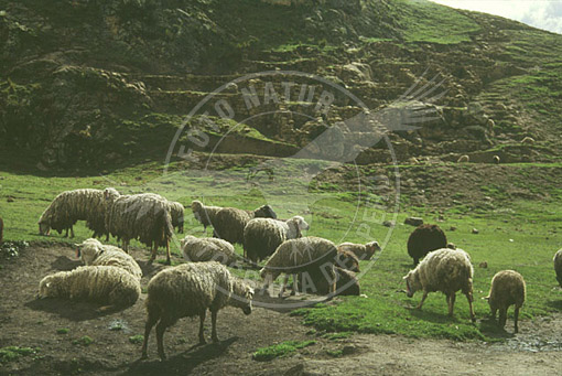 LY-0101